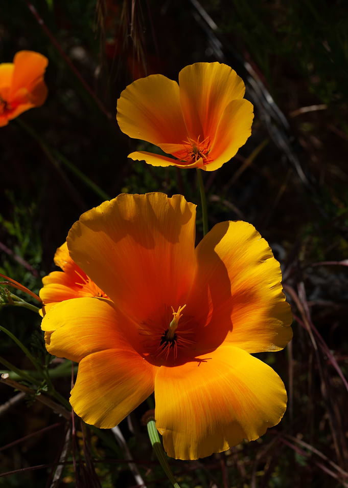 California Poppy Close-Up