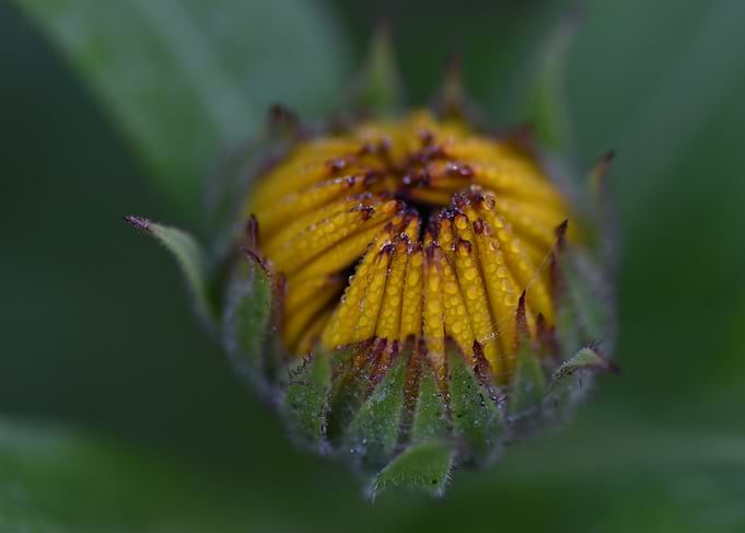 Yellow Flower Bud