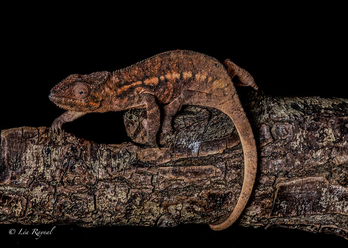 Chameleon on Branch