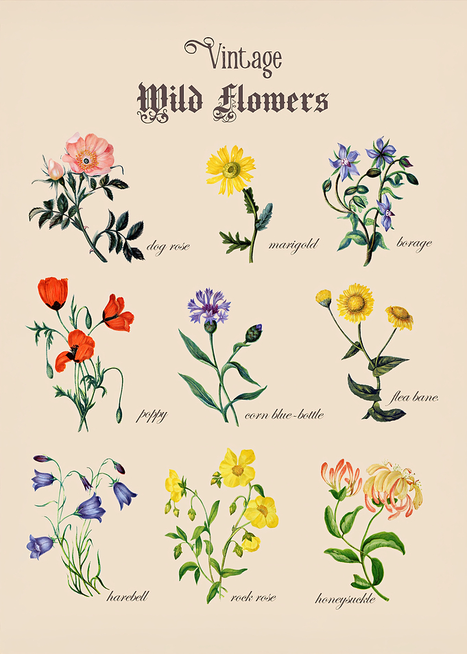 Vintage Wildflower Poster