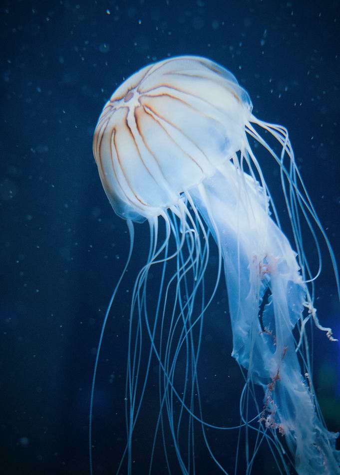 Jellyfish in Blue Water