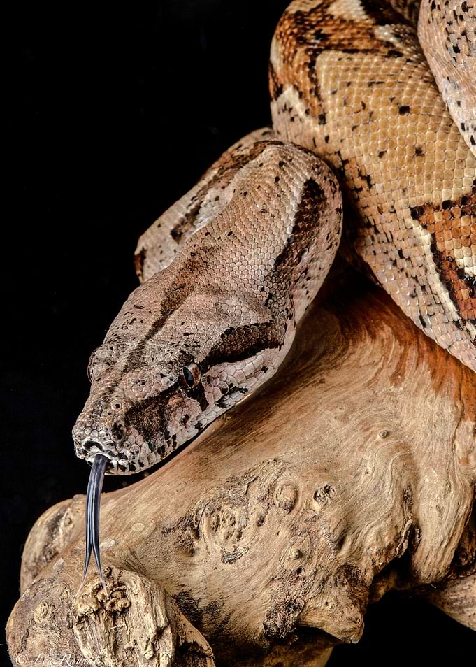 Boa Constrictor Close-Up