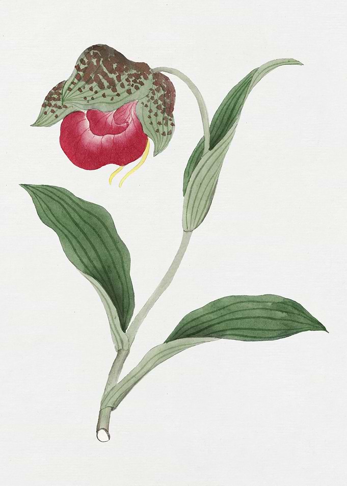 Watercolor Lady's Slipper Orchid