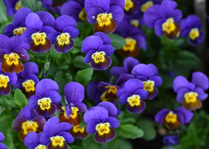 Purple and Yellow Pansies