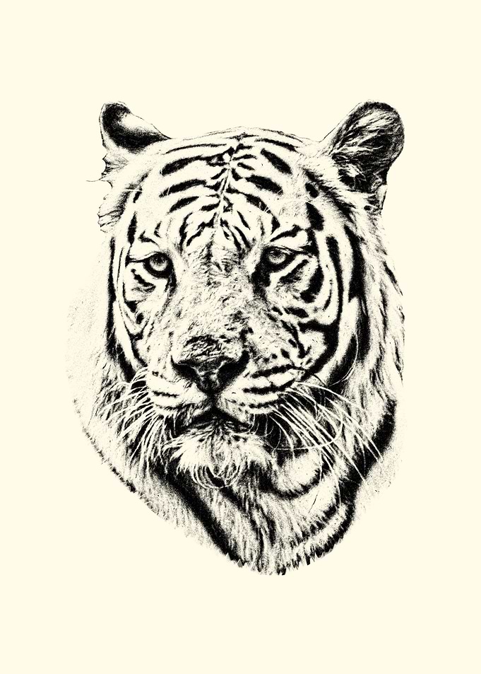 Tiger Portrait