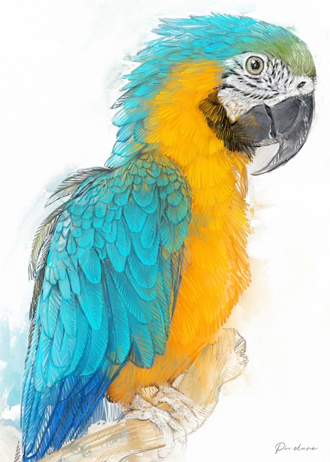 Blue and Gold Macaw