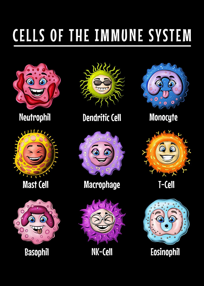 Biology Immune System Cells