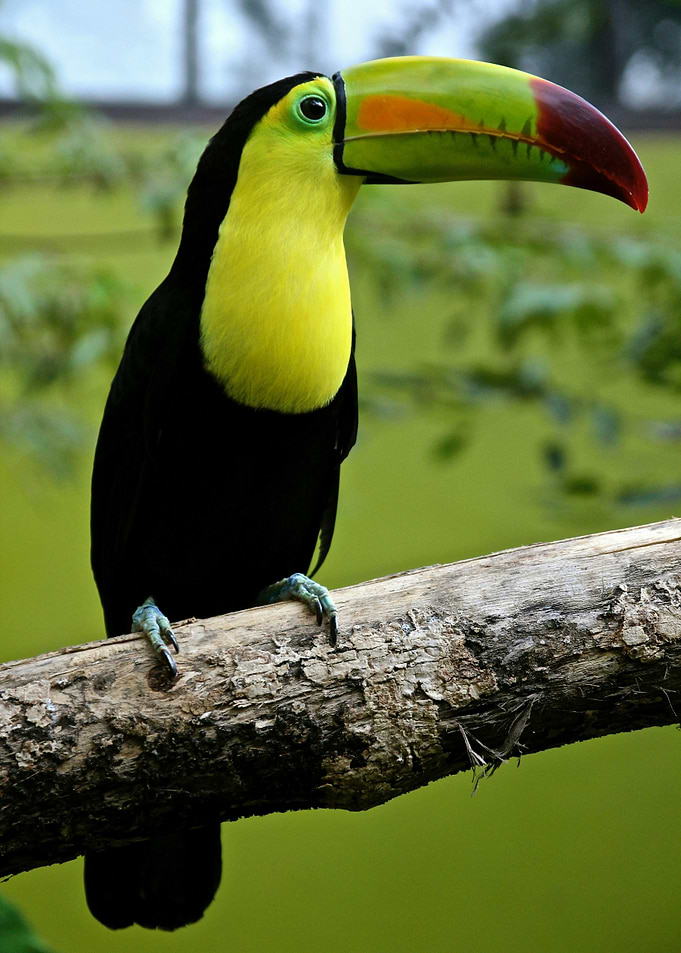 Toucan on Branch