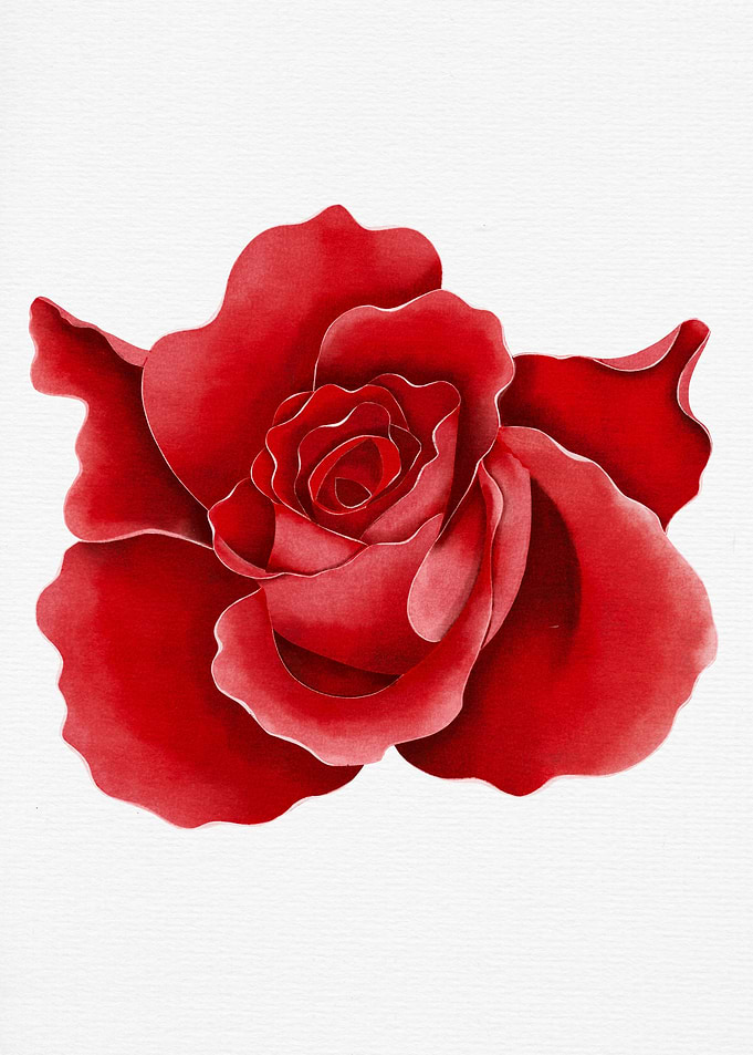 Red Rose Watercolor
