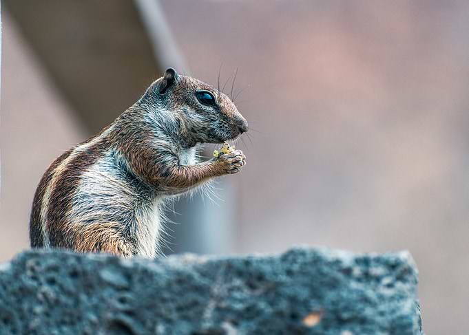 Squirrel Eating
