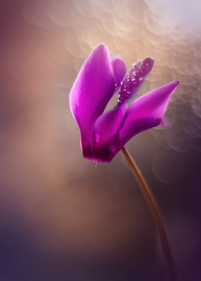 Purple Flower with Dew Drops