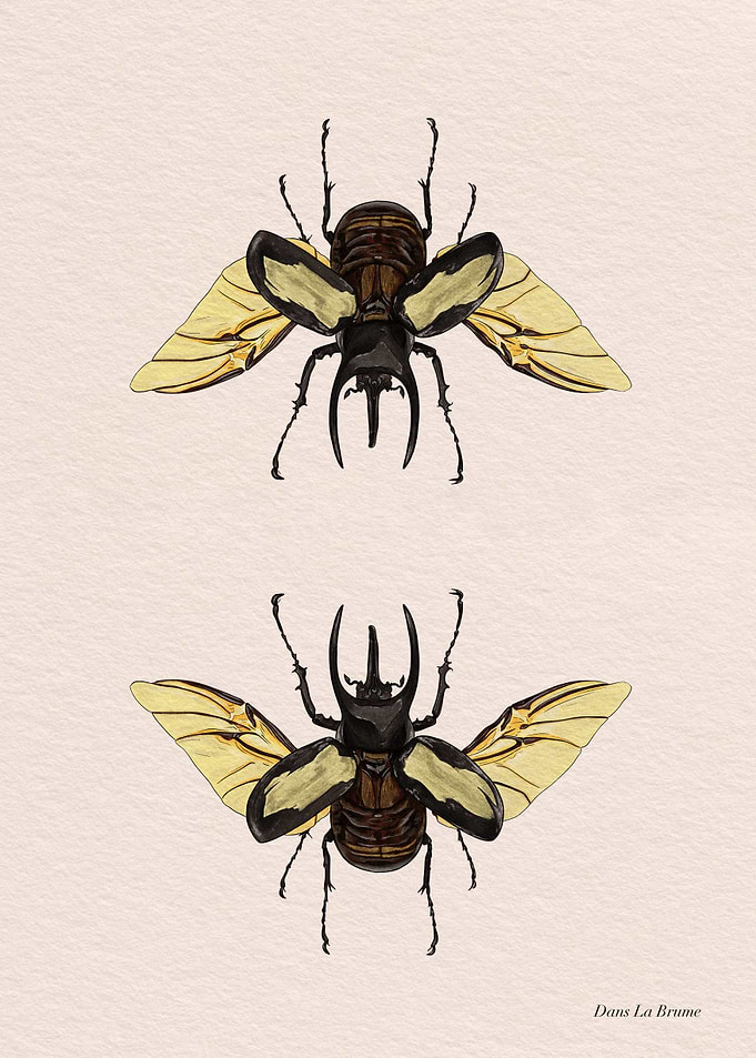 Beetle Illustration