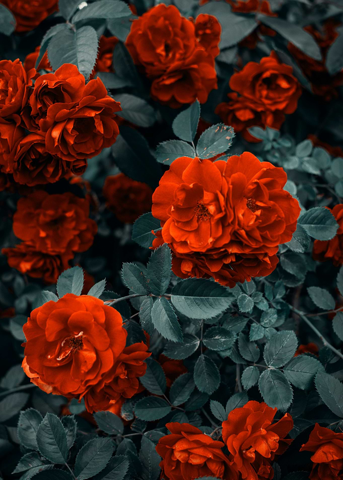 Red Roses in Bloom