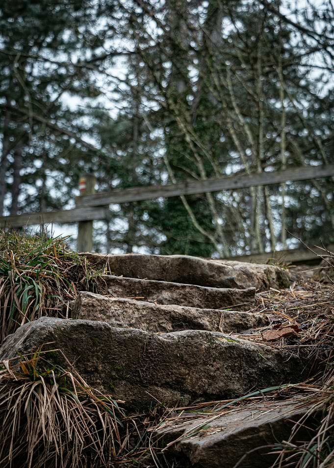 Stone Steps in Forest