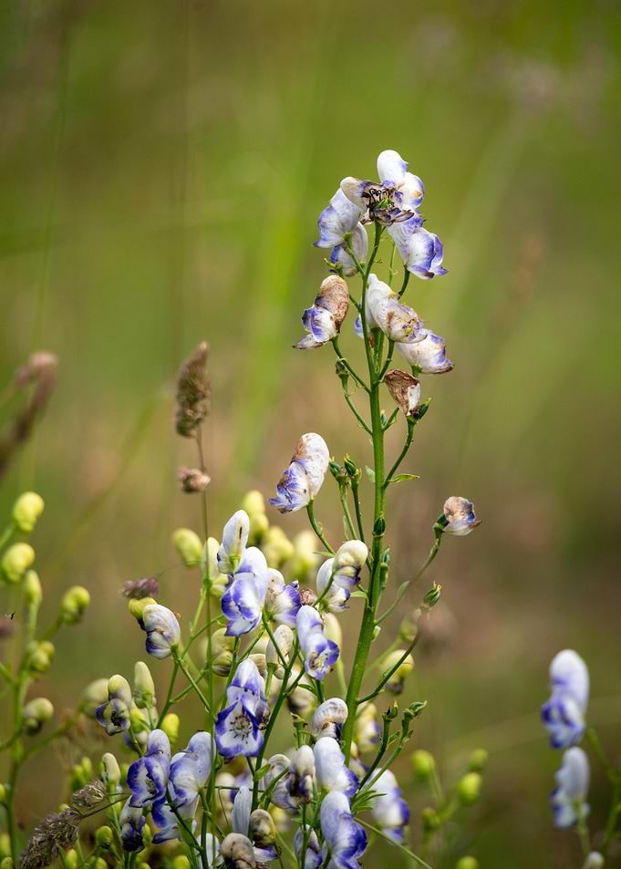 Blue and White Wildflowers