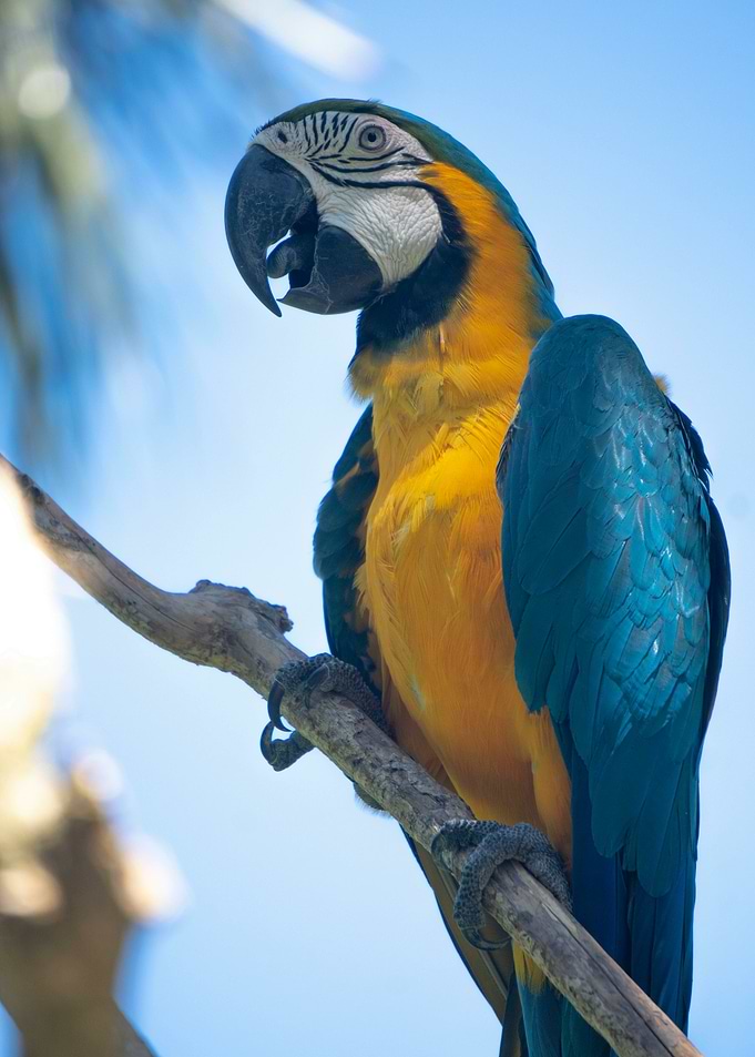 Blue and Gold Macaw