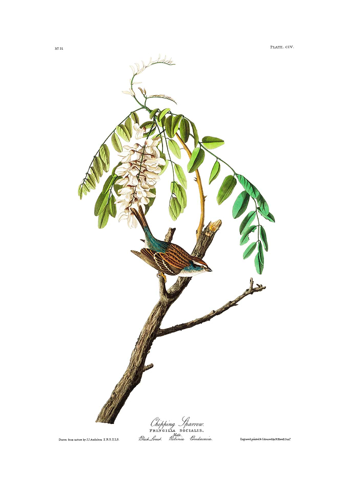 The Birds of America - Chipping Sparrow