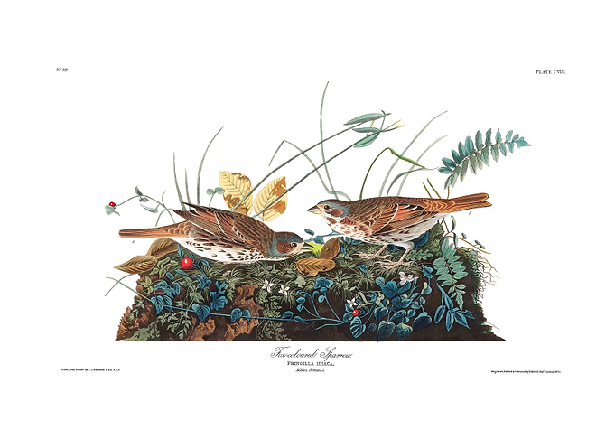 The Birds of America - Fox-colored Sparrow