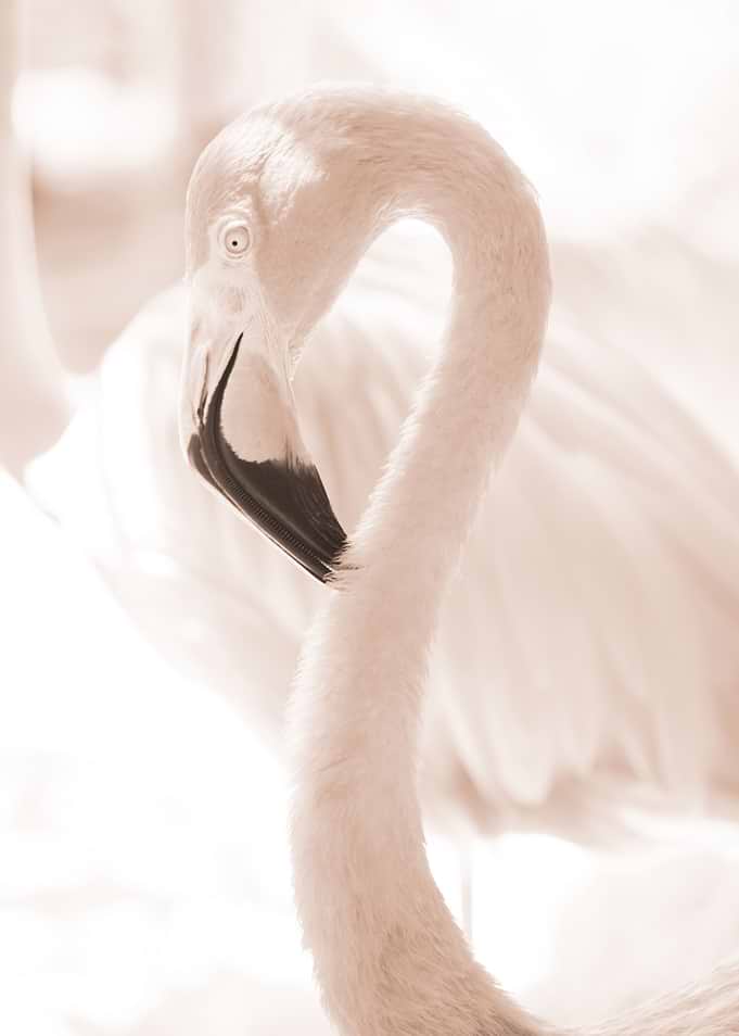 Curadise Flamingo 4