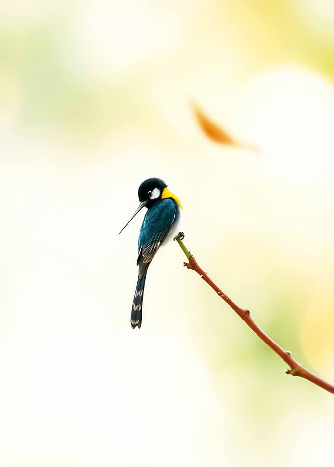 Blue-Crested Bird on Branch