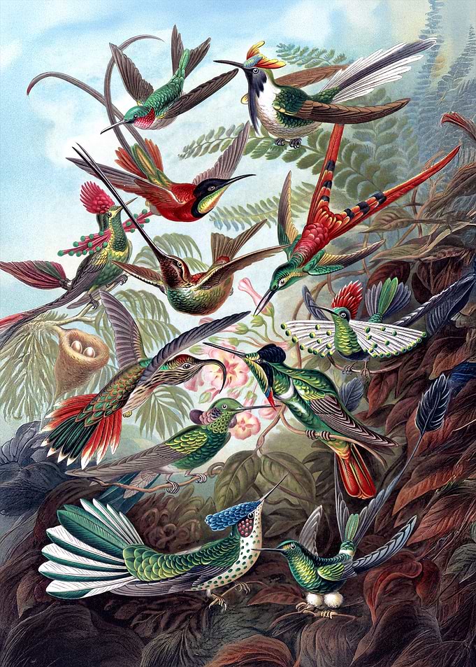 harmony of Hummingbirds Vintage Poster