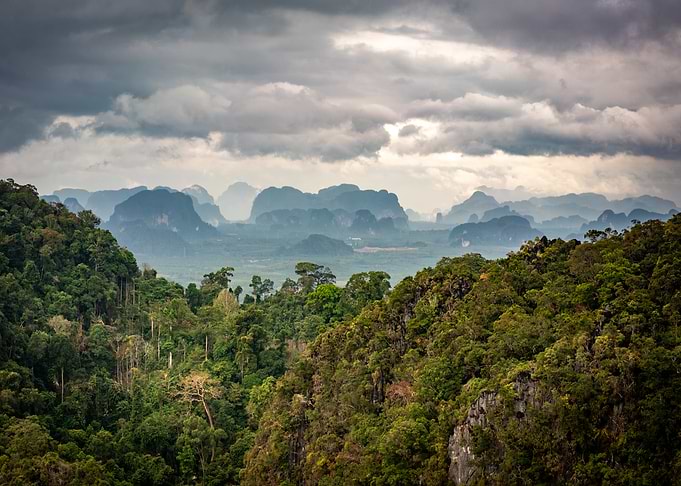 Jungle Mountain Landscape