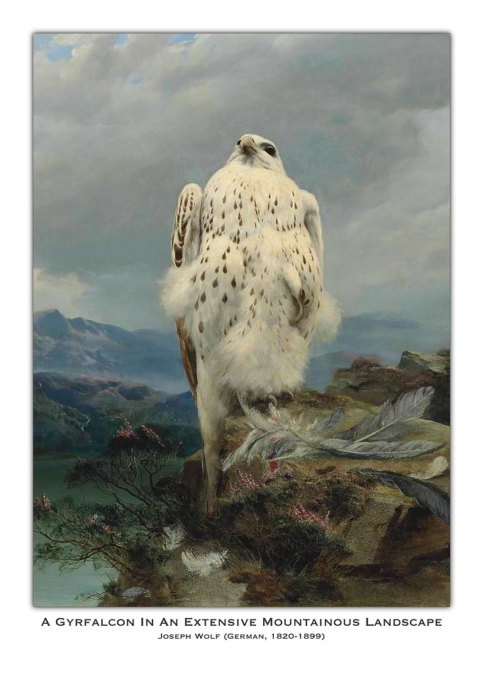 Gyrfalcon in Mountain Landscape