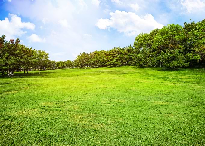 Green Meadow Landscape