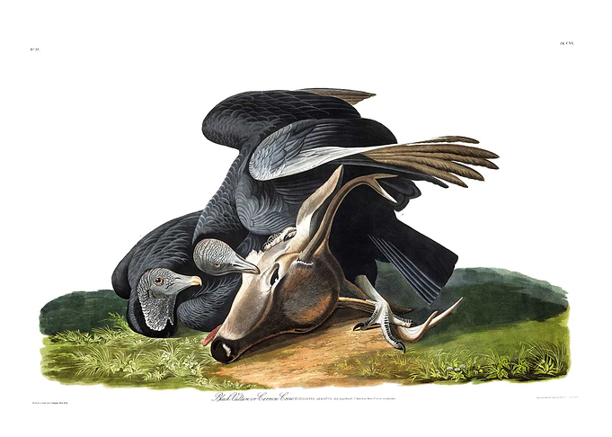 The Birds of America - Black Vulture or Carrion Crow