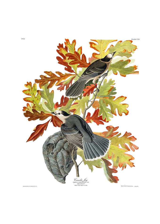 The Birds of America - Canada Jay