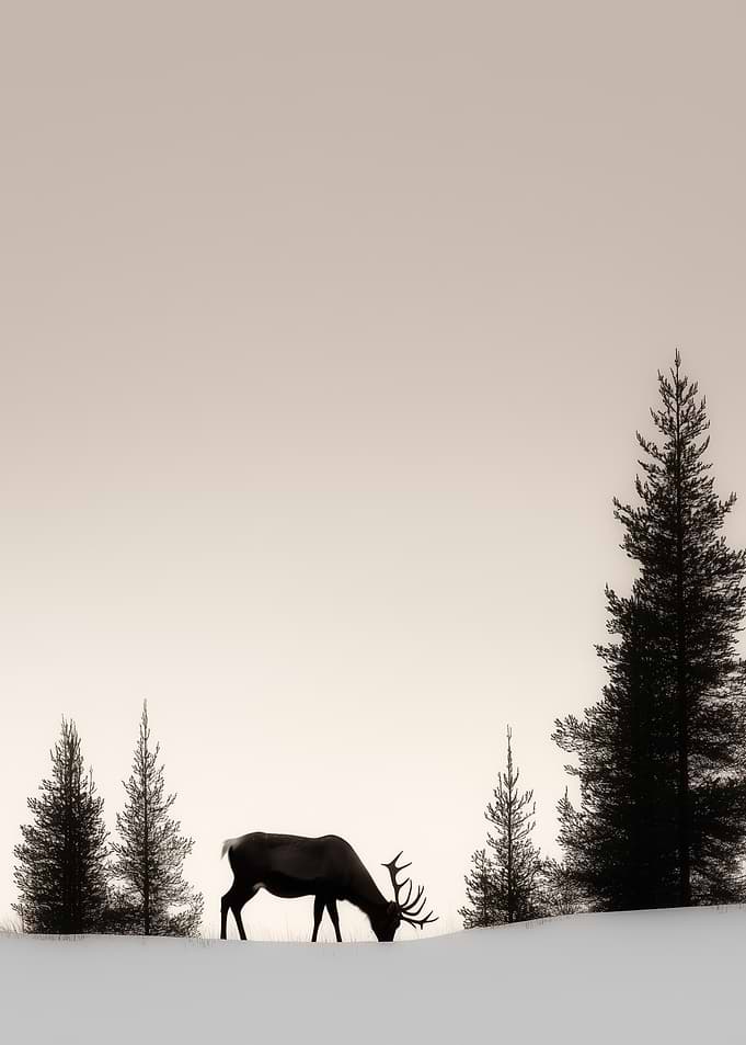 Elk Silhouette in Winter