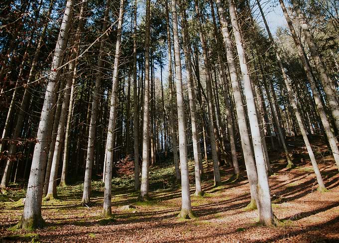 Sunlit Forest Tranquility 1
