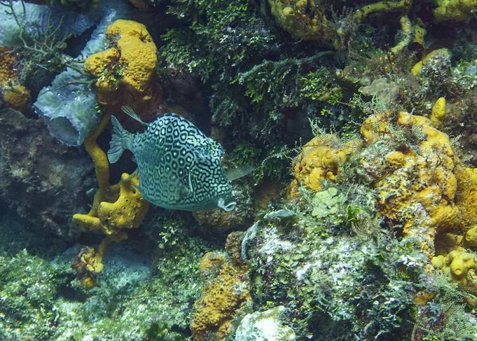 Boxfish in Coral Reef