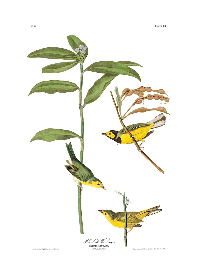 The Birds of America - Hooded Warbler
