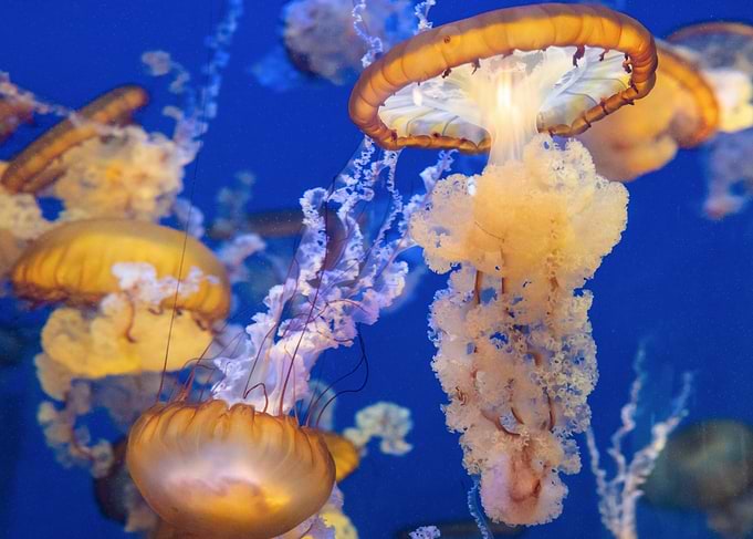 Jellyfish in Blue Water