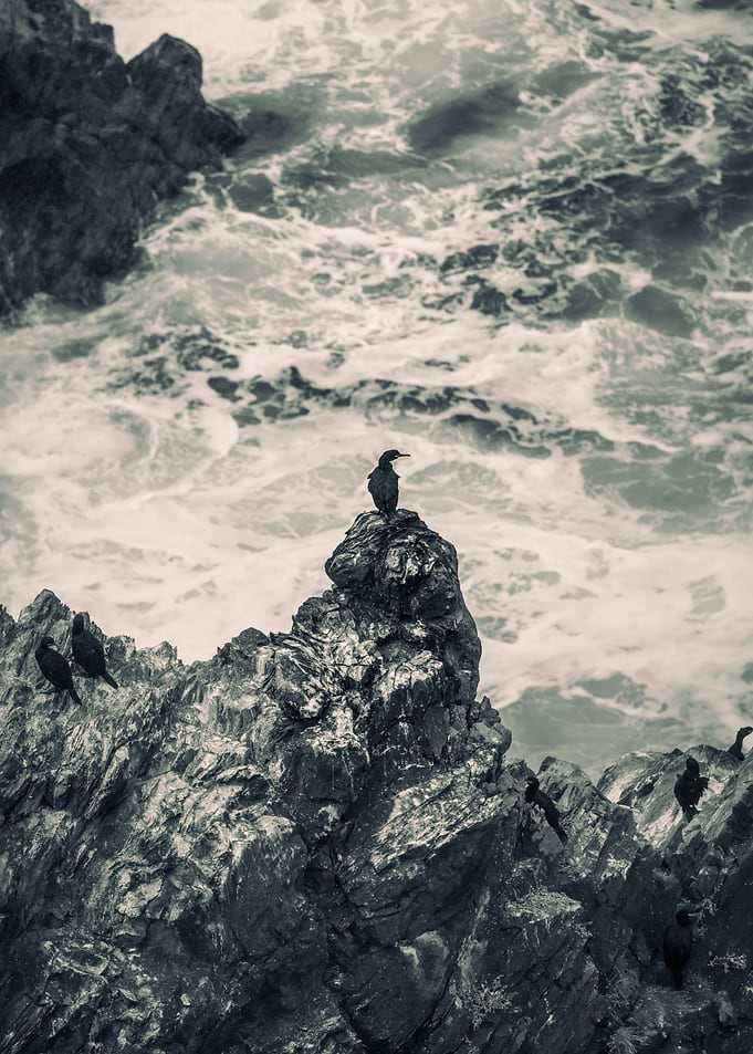 Cormorant on Rocky Coast