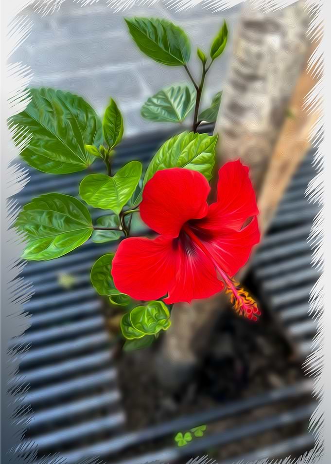 Hibiscus tree root
