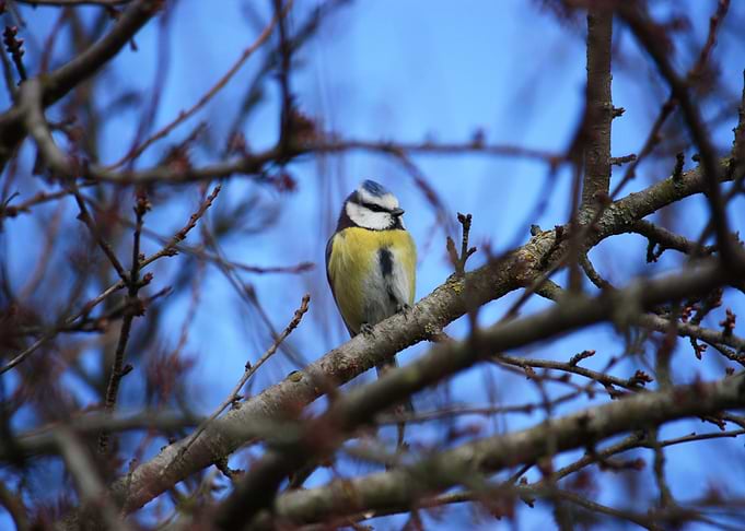 Blue tit on a branch with a perfect blue sky