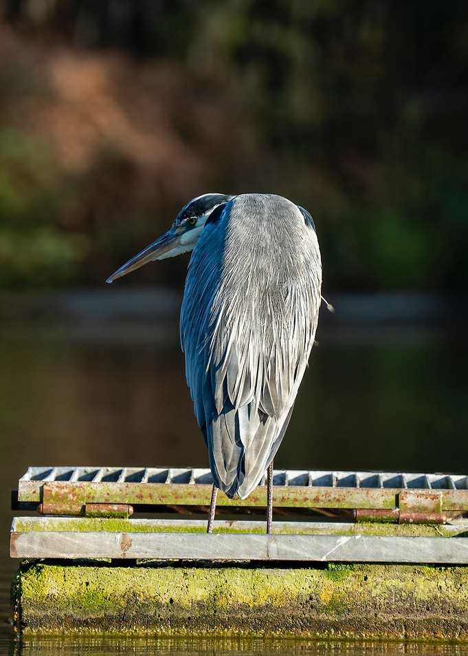 Ardea cinerea