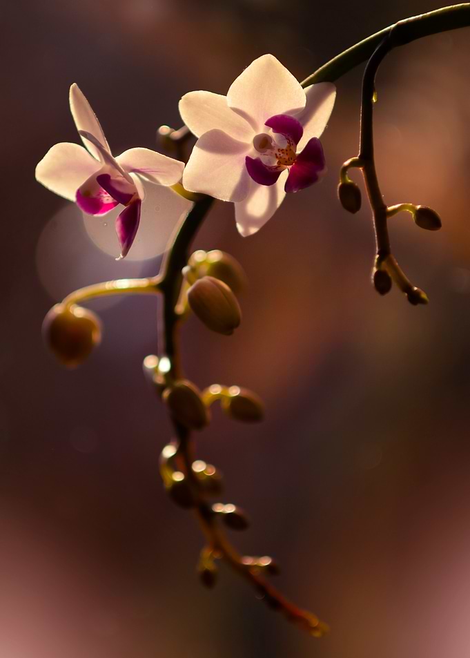 Orchid Bloom