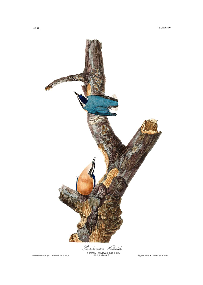 The Birds of America - Red-breasted Nuthatch