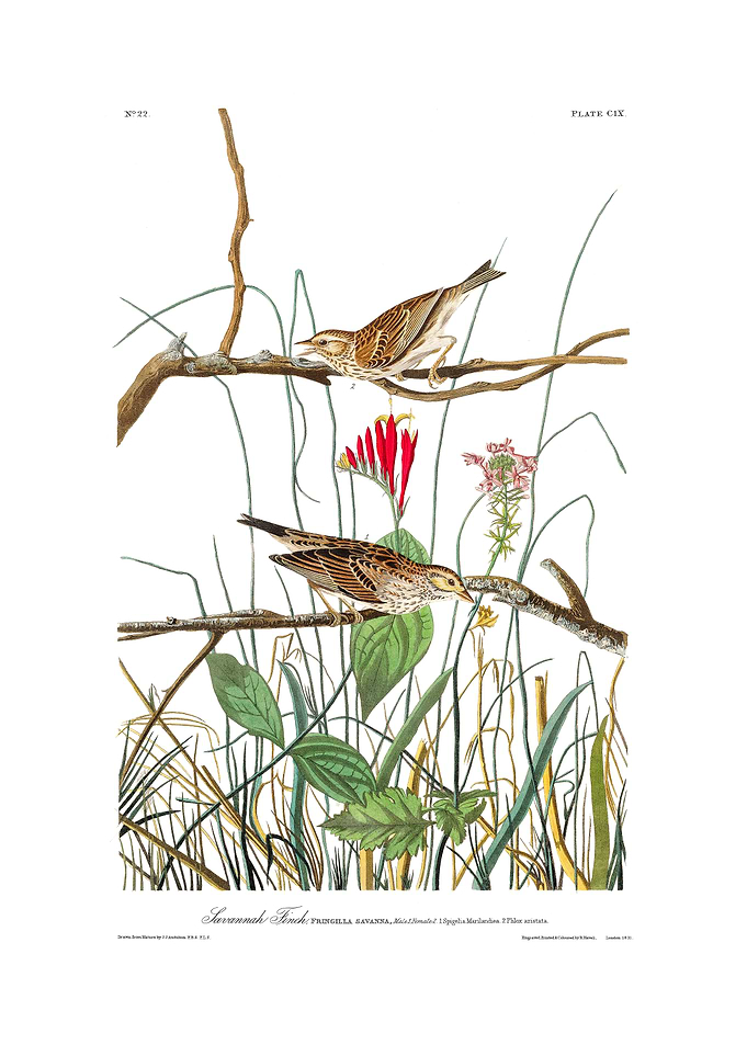 The Birds of America - Savannah Finch