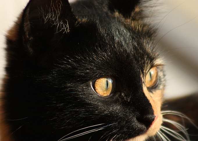 Cat's eyes with sun reflections