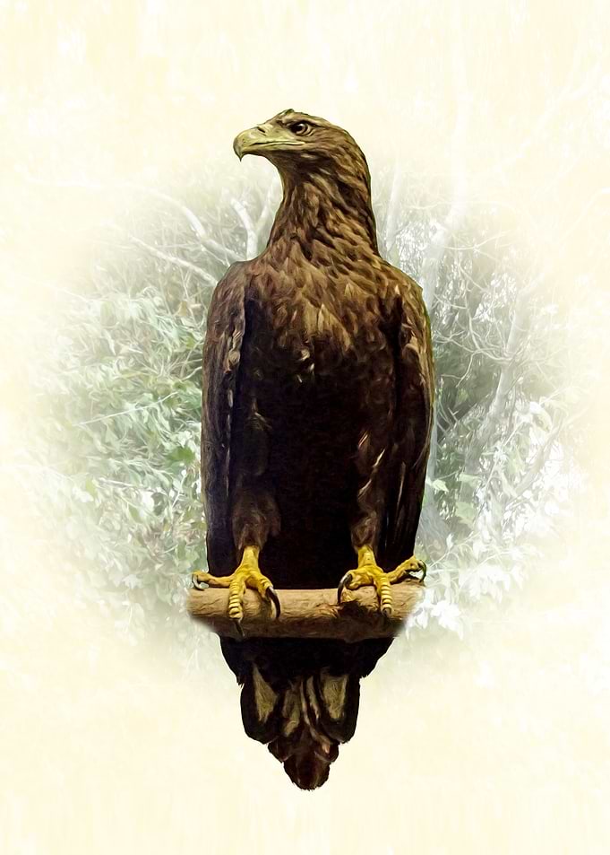 Eagle Perched on Branch