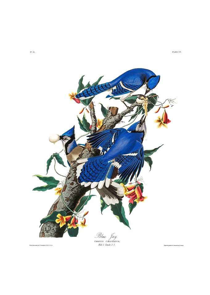 The Birds of America - Blue Jay
