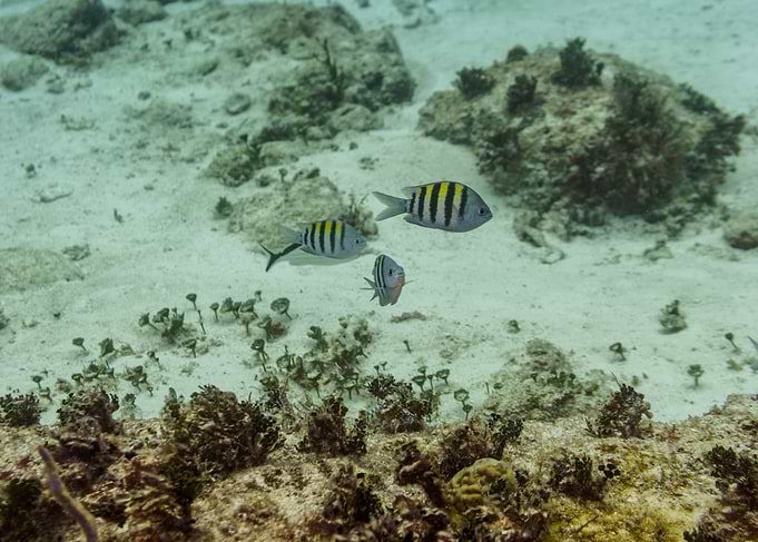 Tropical Fish Underwater