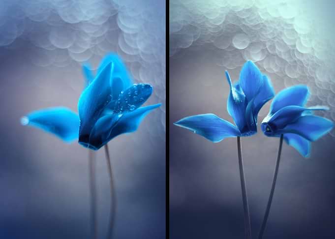 Cyclamen, Blue Flower with Dew Drops