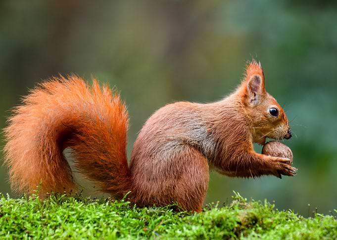 Red Squirrel Eating Nut