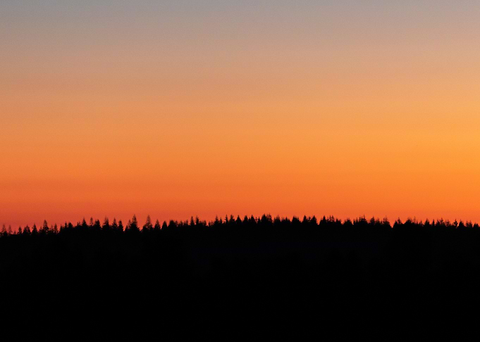 Silhouetted Trees at Sunset