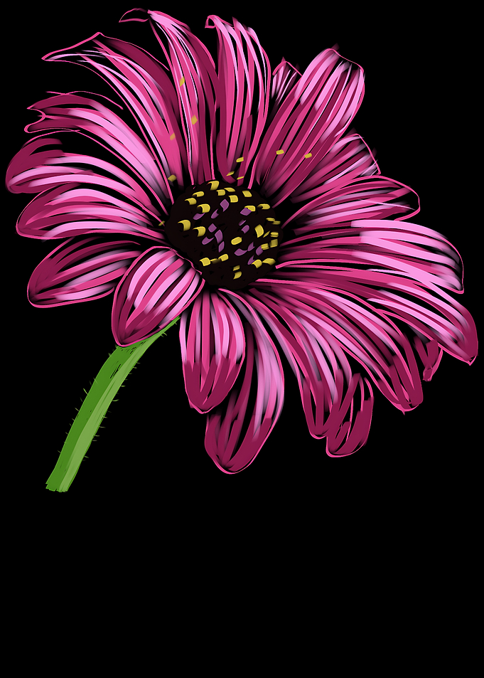 'Pink Cone-Flower' Jamie's Hand-Drawn Floral Collection